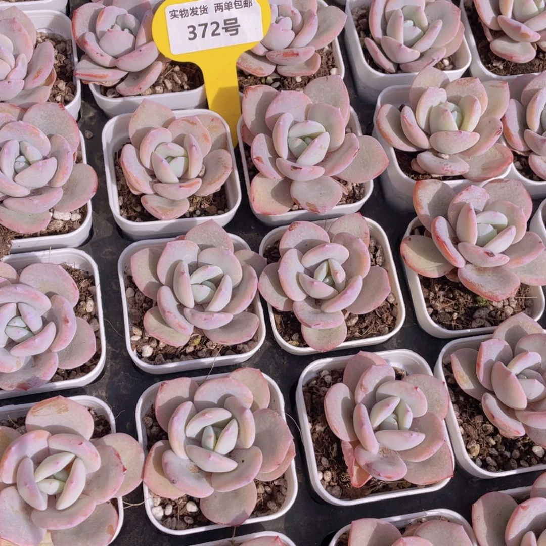 372号正版韩版奶茶单头一个