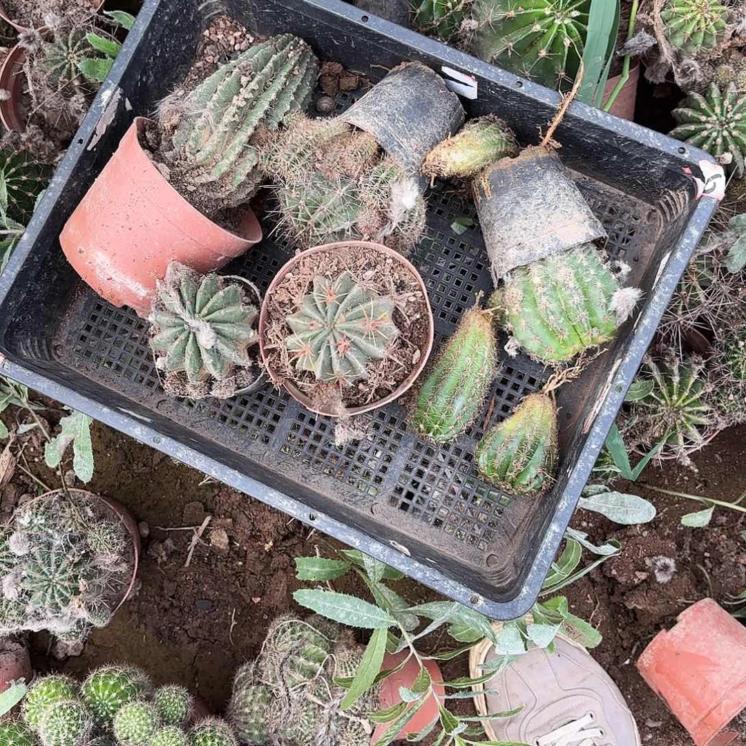 173 号瑕疵无售后仙人球