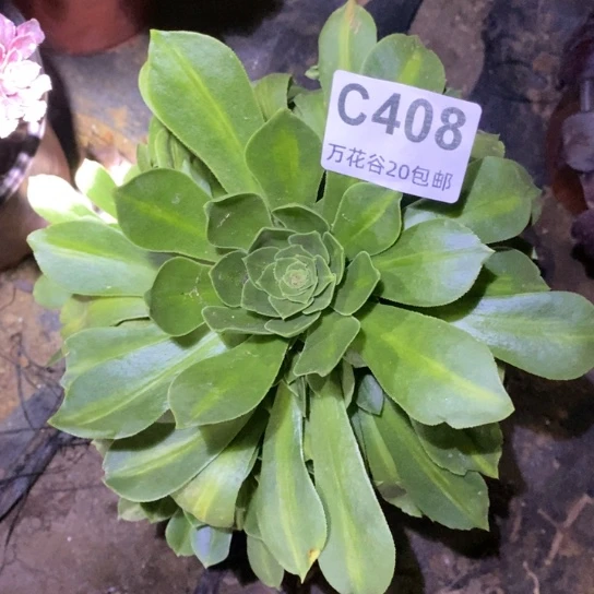 408绿色法师多肉植物