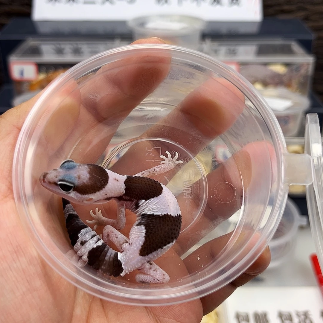 肥尾守宫奥利奥h祖母温