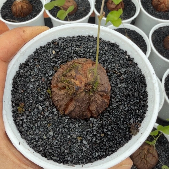 卫龟甲龙616 仙人球
