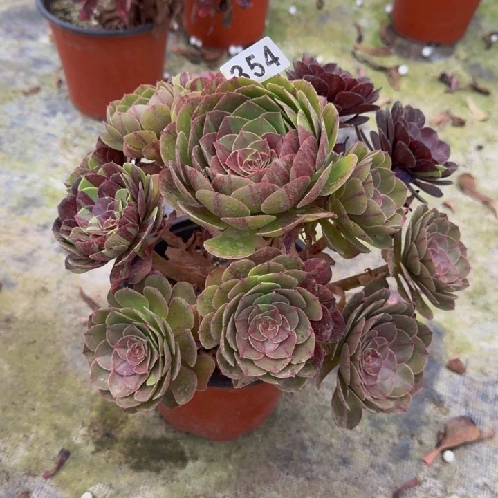 0000000000000354花月夜