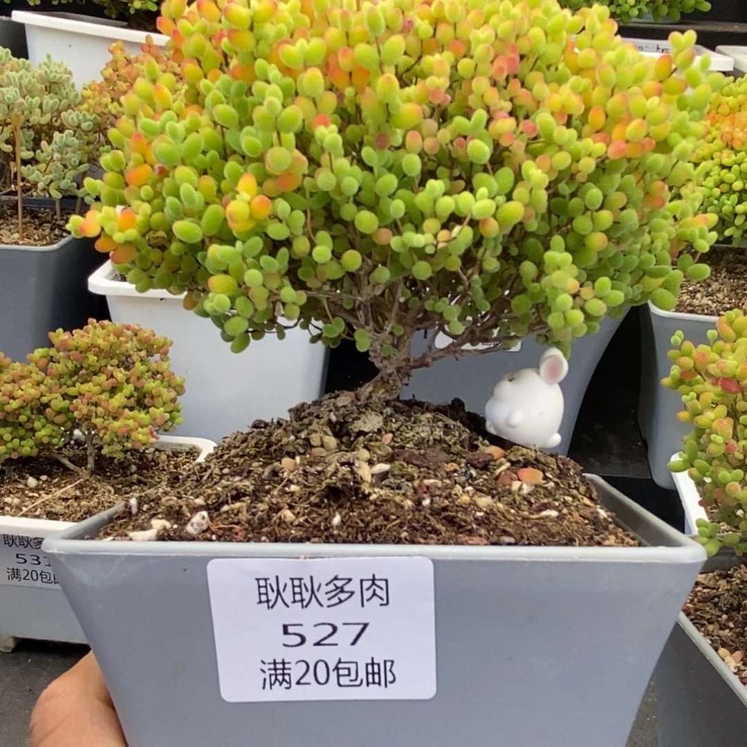 c****I527号优选蜜橘糖球多肉