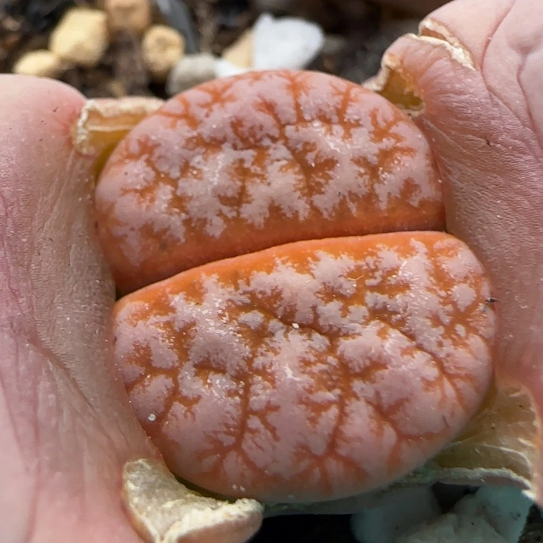 1。16。7012。拿铁。上播福利