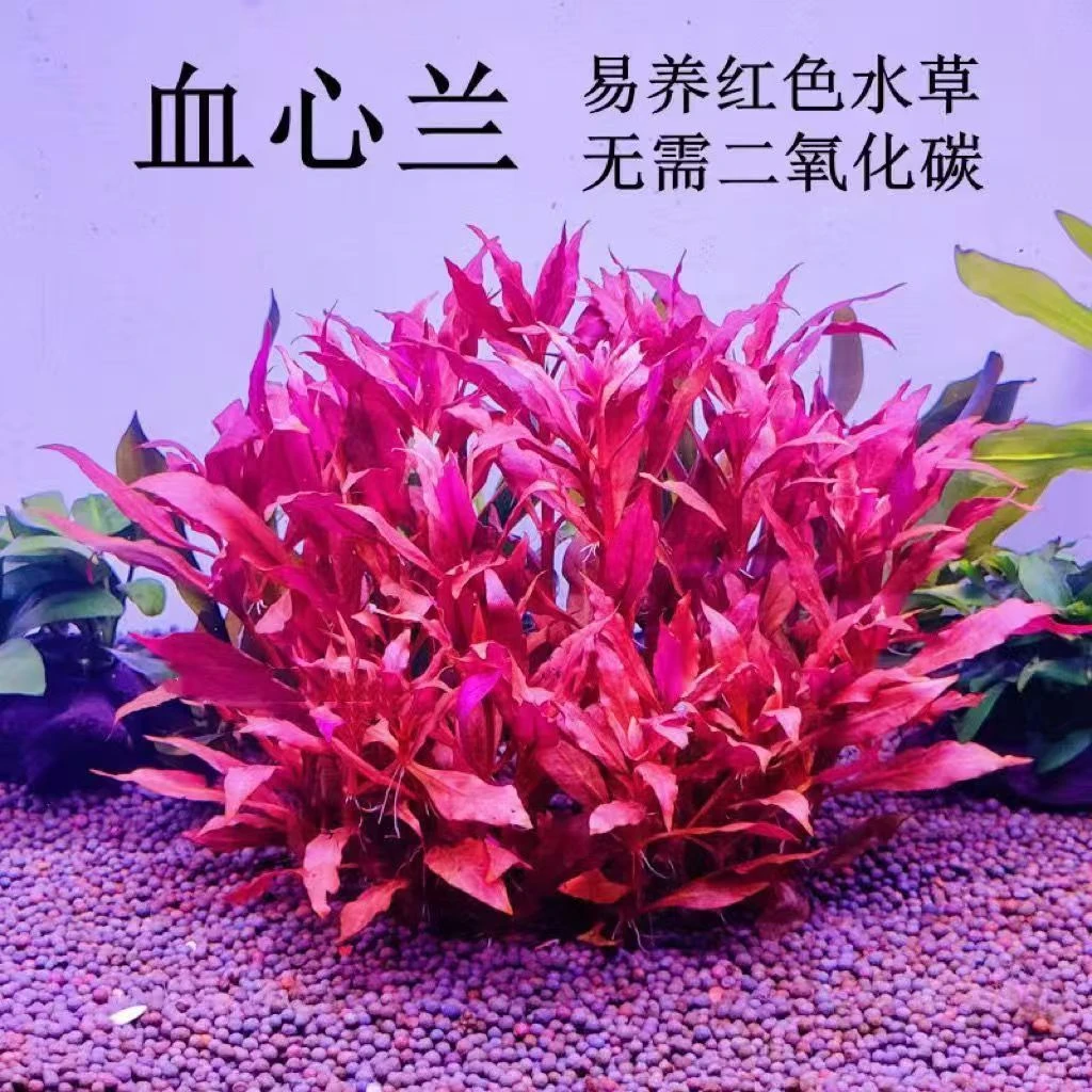 豹纹血心兰阴性红草鱼缸造景懒人水草净水增氧