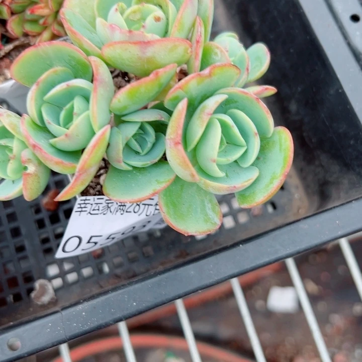 幸运的是我还没遇到过