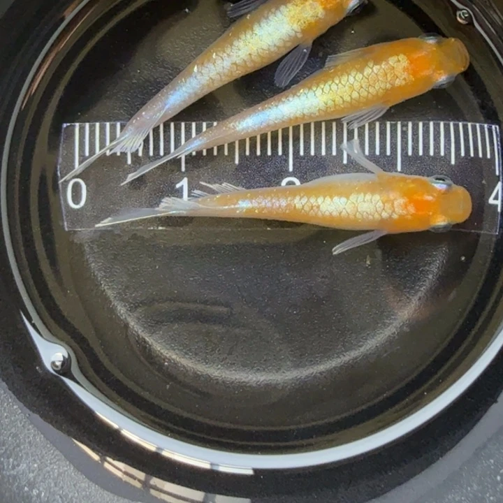 青鳉鱼红白赤壁77号