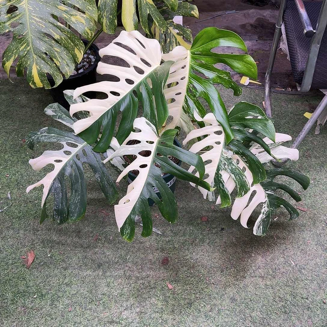 无花朵连续花叶信仰长白