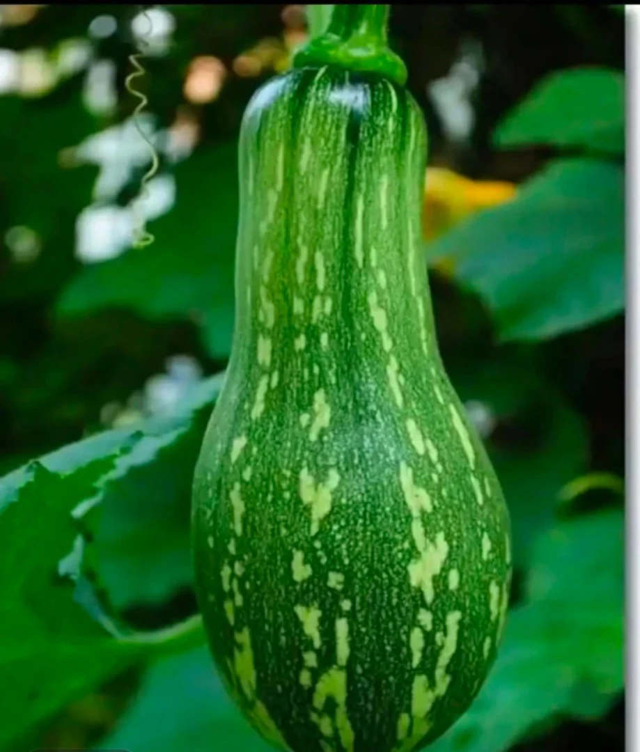 贵州当季农家自种长藤小南瓜现摘现发嫩甜可口