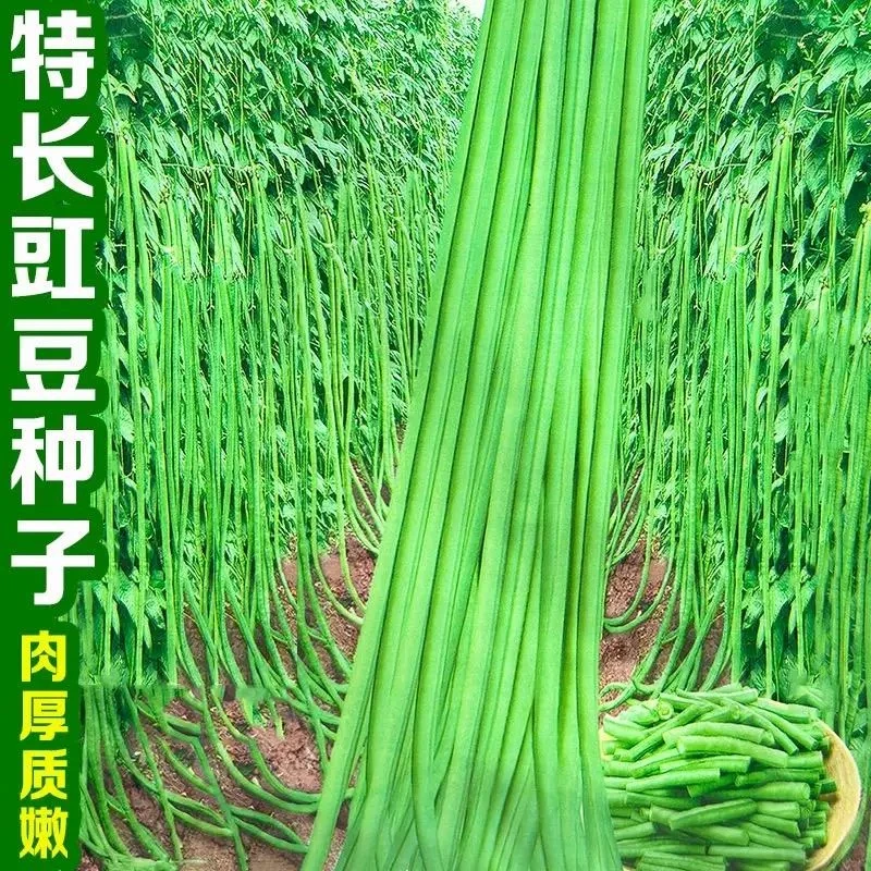 摘不败特长早熟豇豆种子高产耐老化绿条江豆长豆角种籽蔬菜种孑子