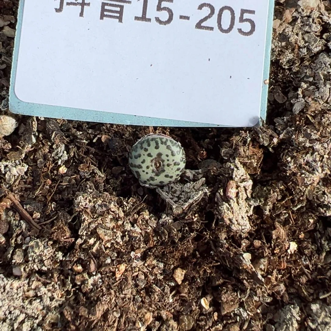 15-205量拍TS603安贞一颗