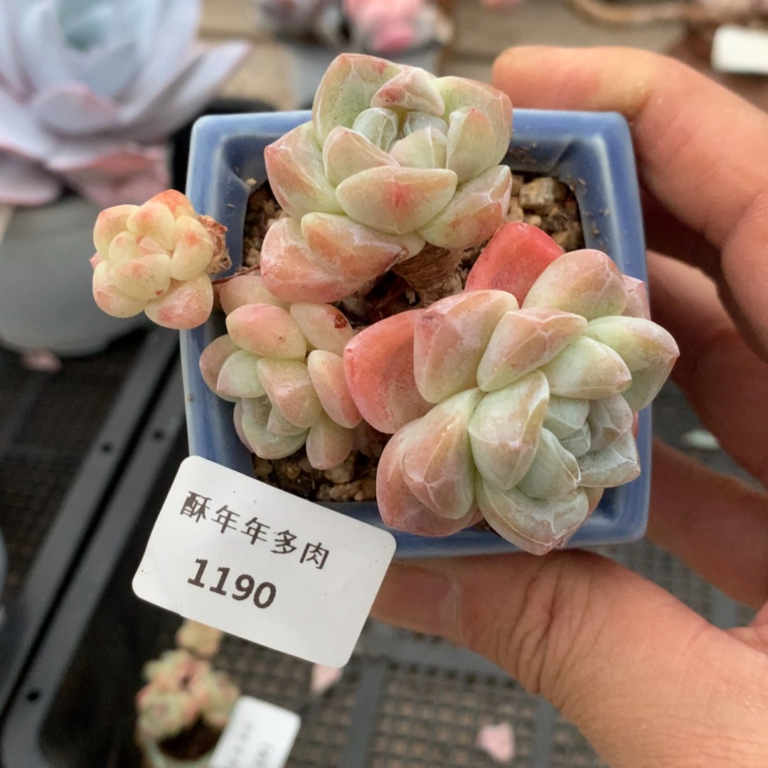 1190冰玉多肉一颗7厘米