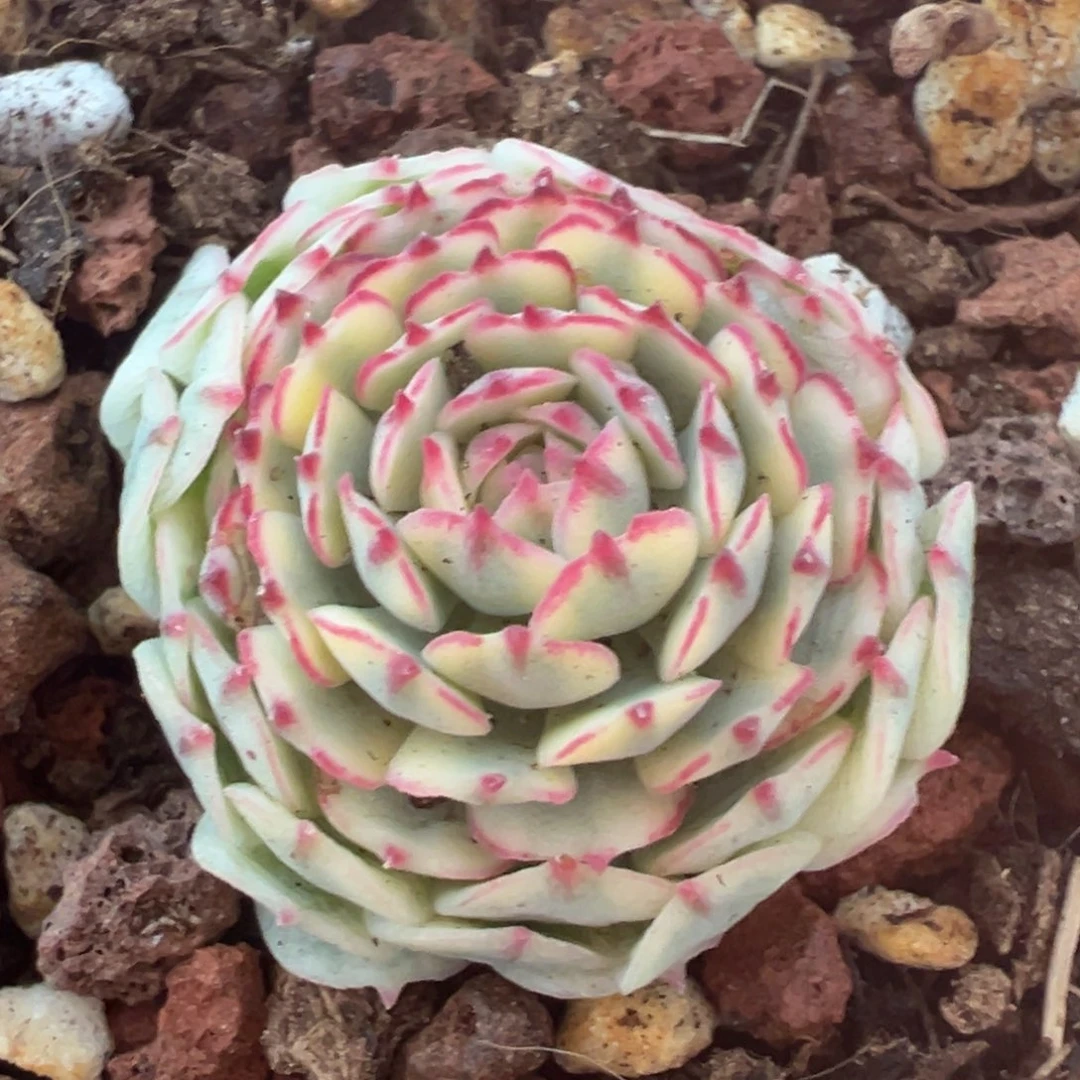 小红船锦，覆轮锦。