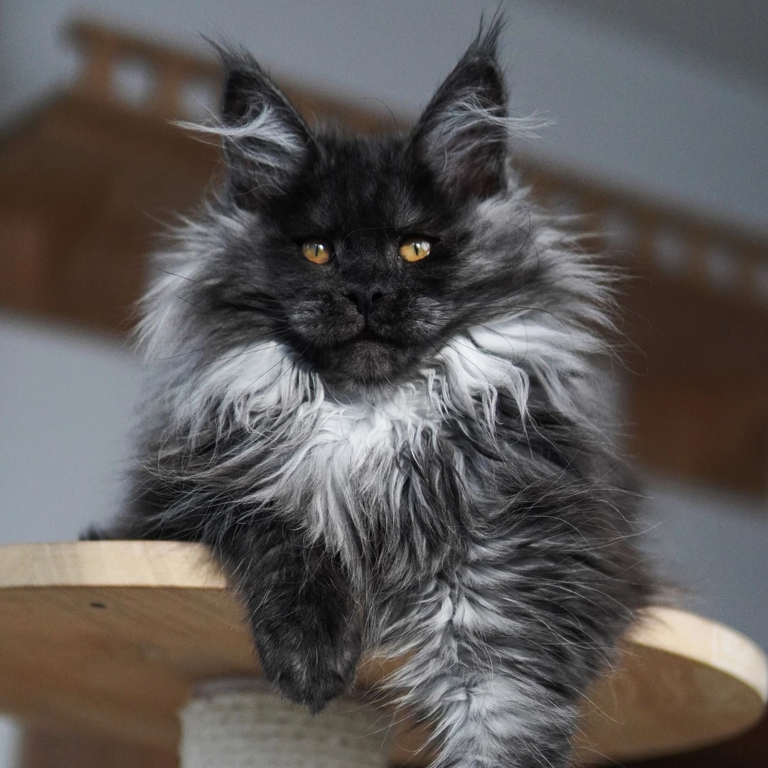 极乐家-缅因库恩猫