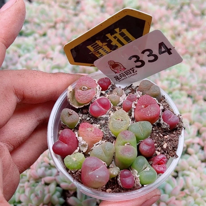 多肉植物多肉植物
