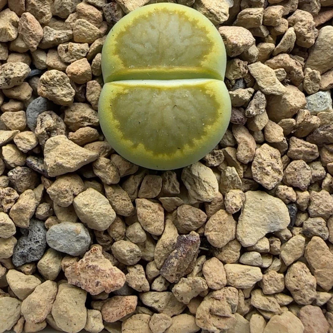 145 生石花大棚直播