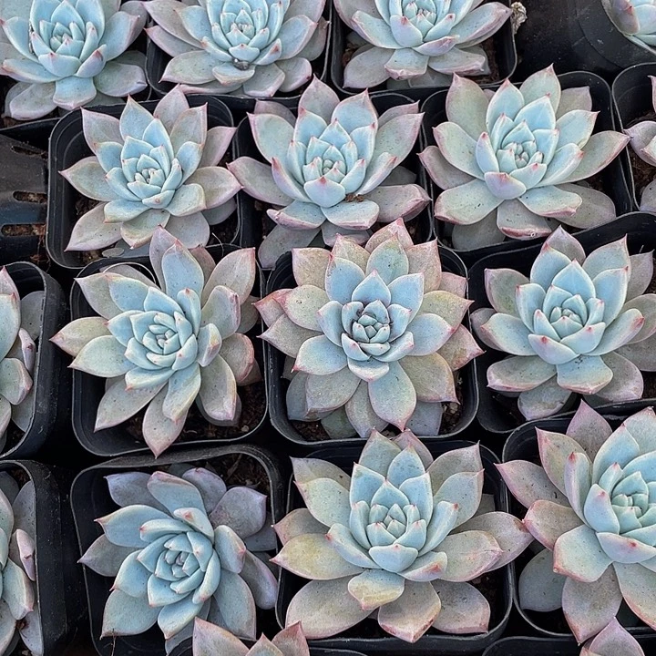 粉蓝鸟带盆土发货