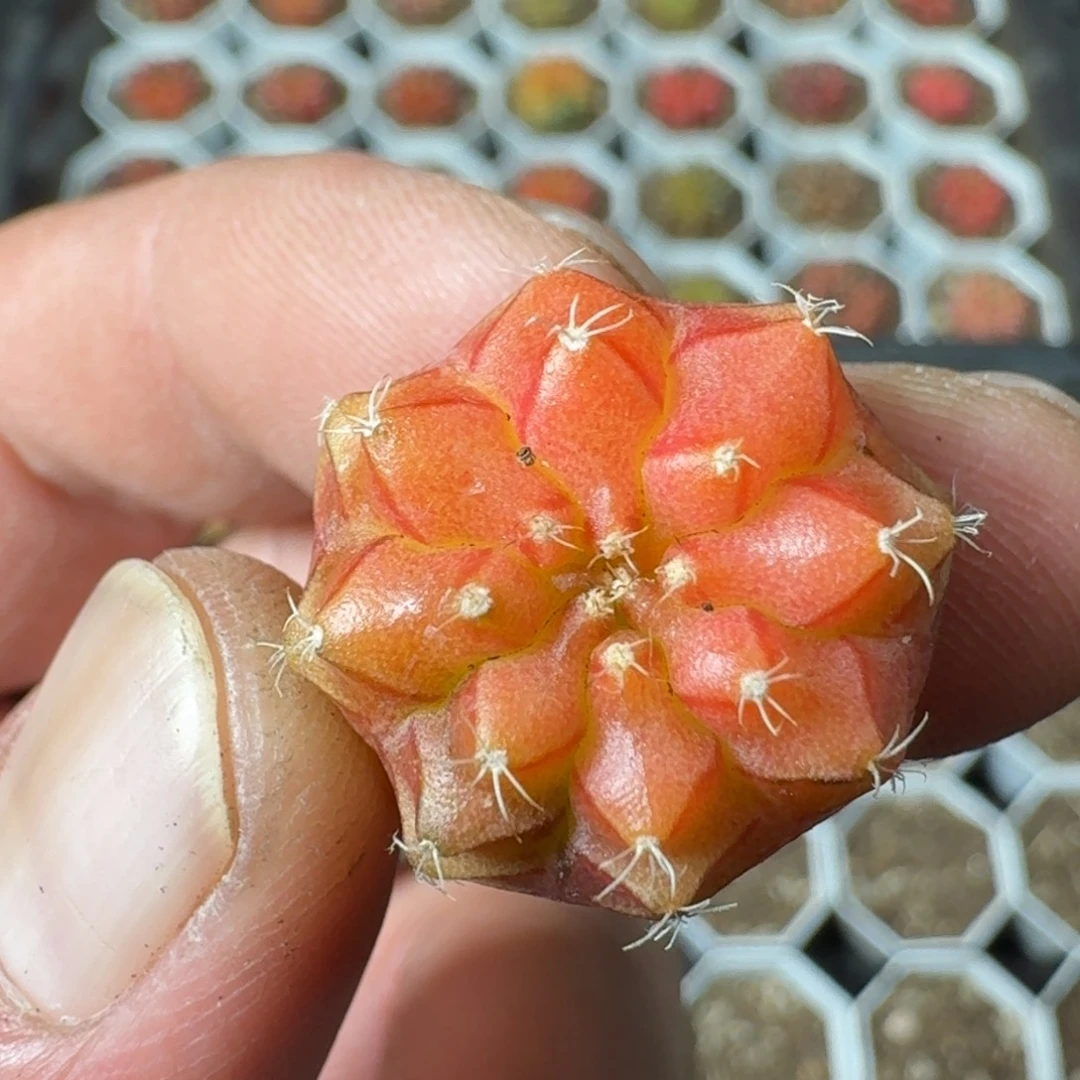 米哈实生自然锦泰国轮回冰球71