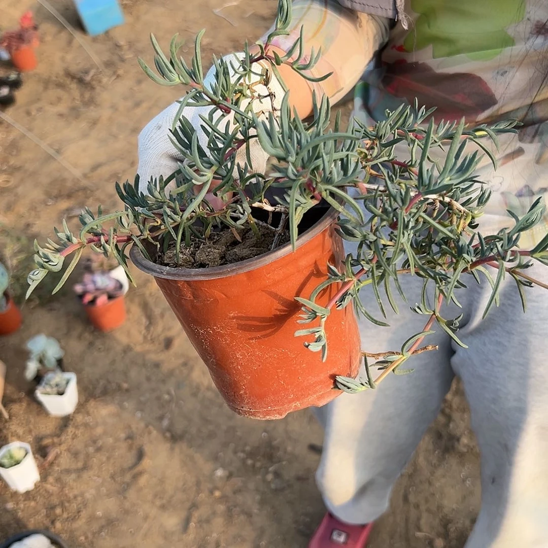多肉植物龙须海棠
