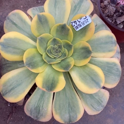 142香炉盘黄锦满25包邮多肉