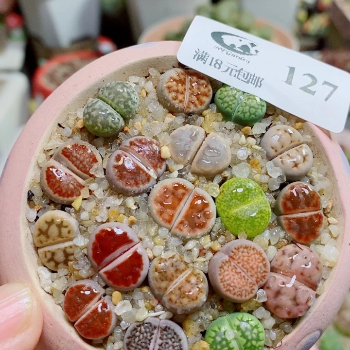 生石花花花花开了127