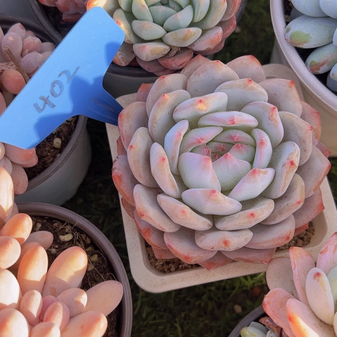 香玉的故事是一个人