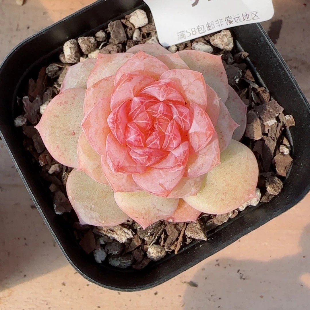 棉花糖，9103多肉植物