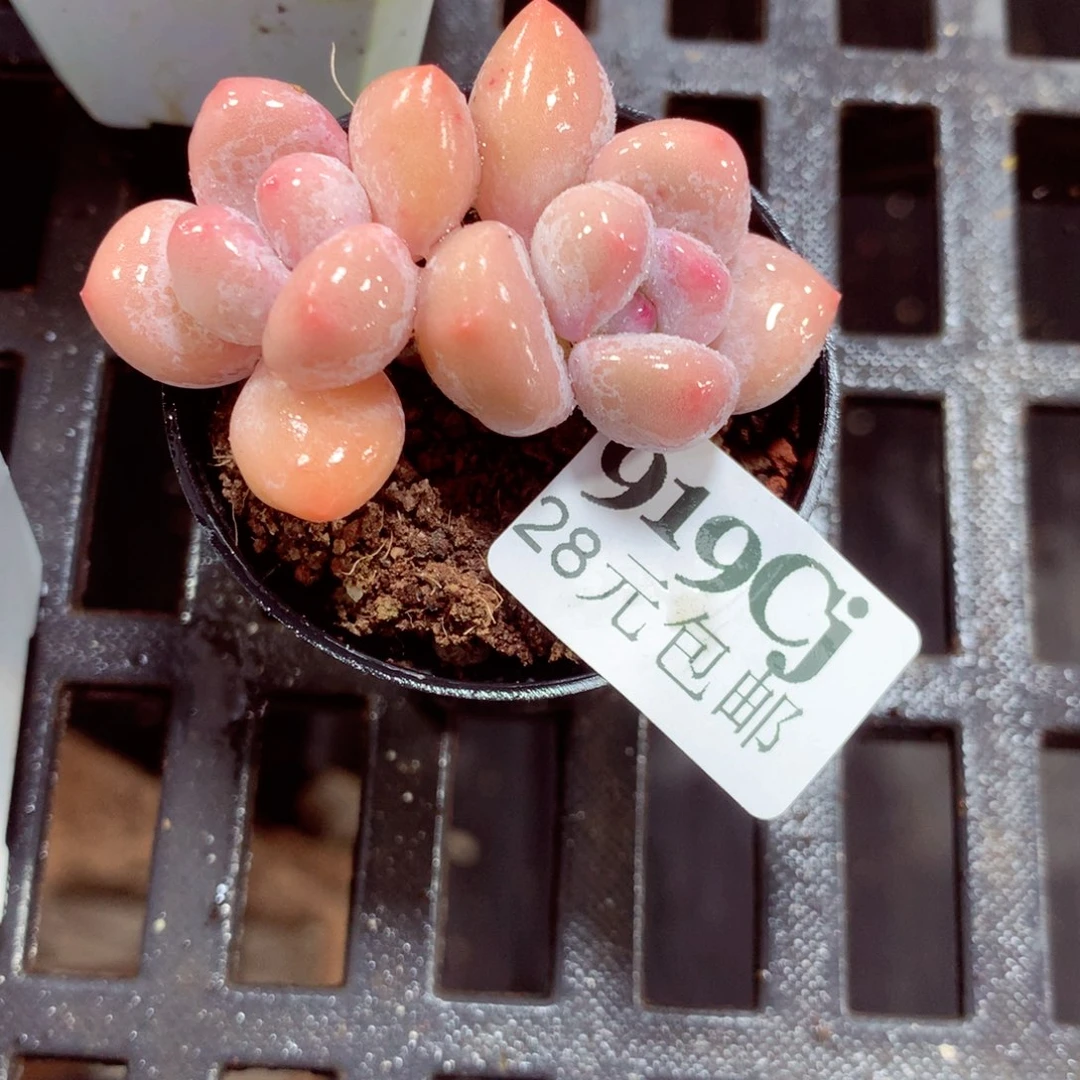 5厘米盆精控多肉919