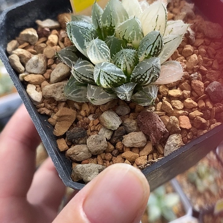 693楼兰玉露锦一物一拍