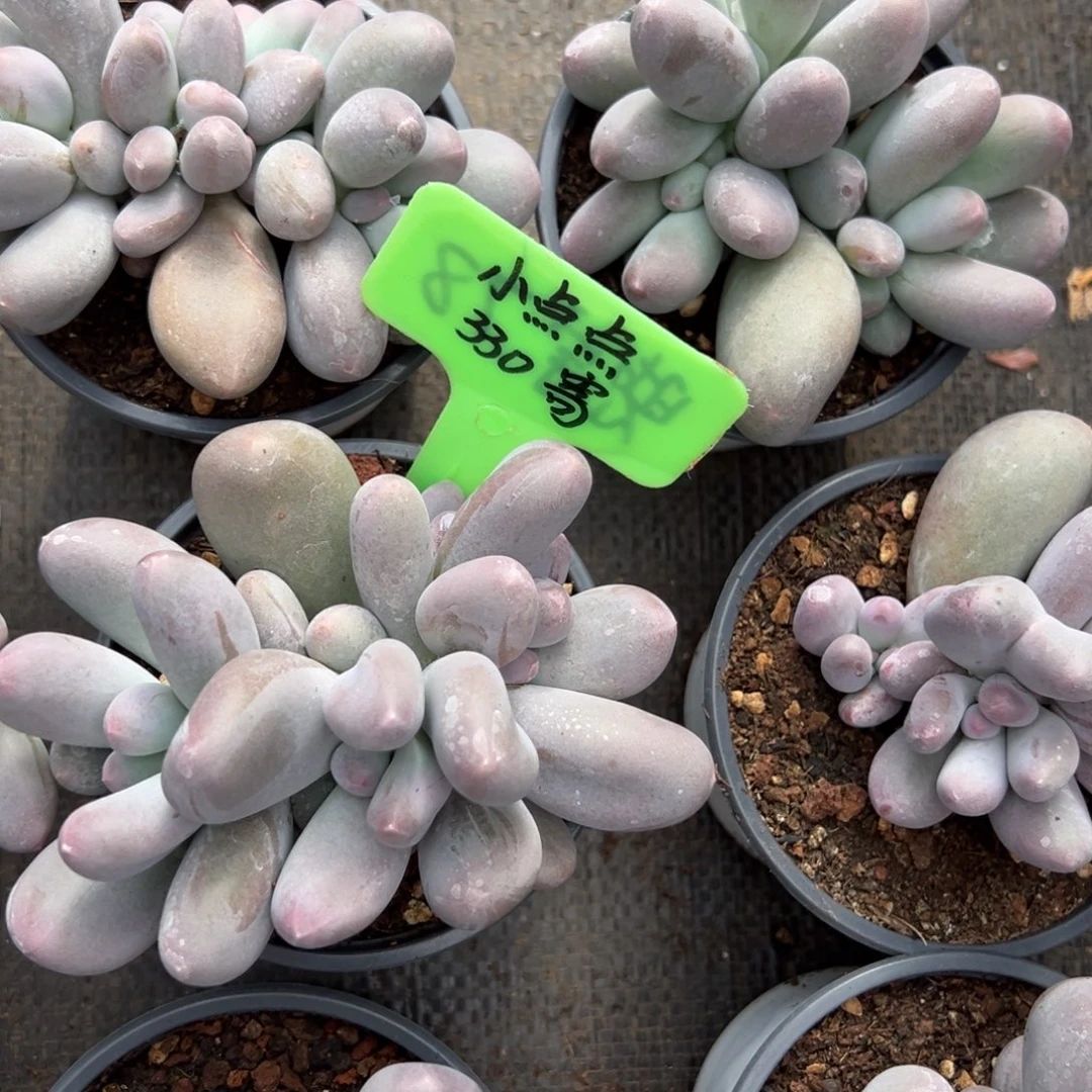 …***…小点点寄养。