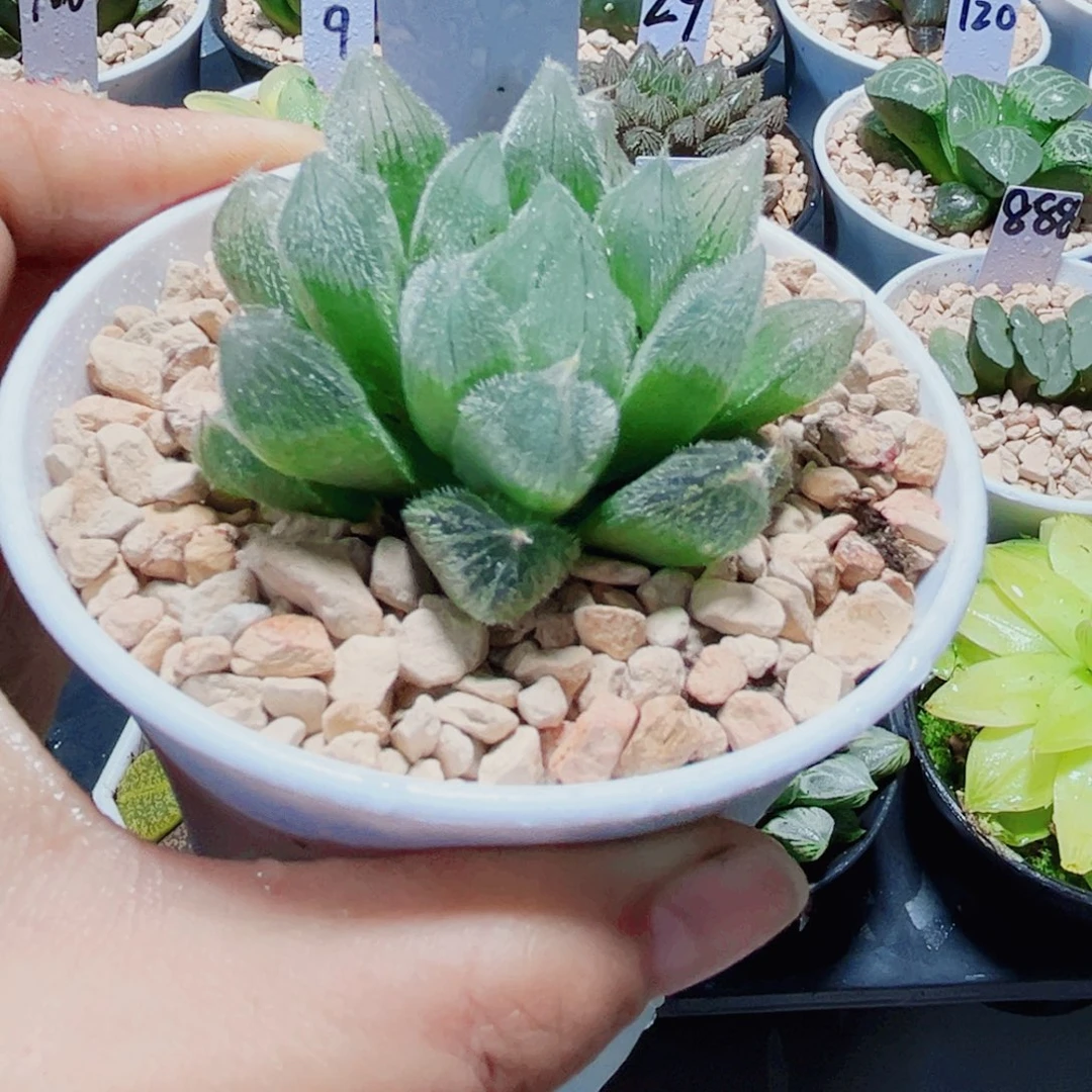 毛玉露多肉植物66666