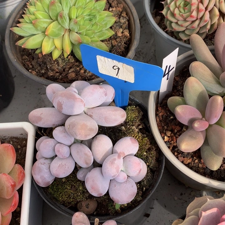 多日子和欧737273737