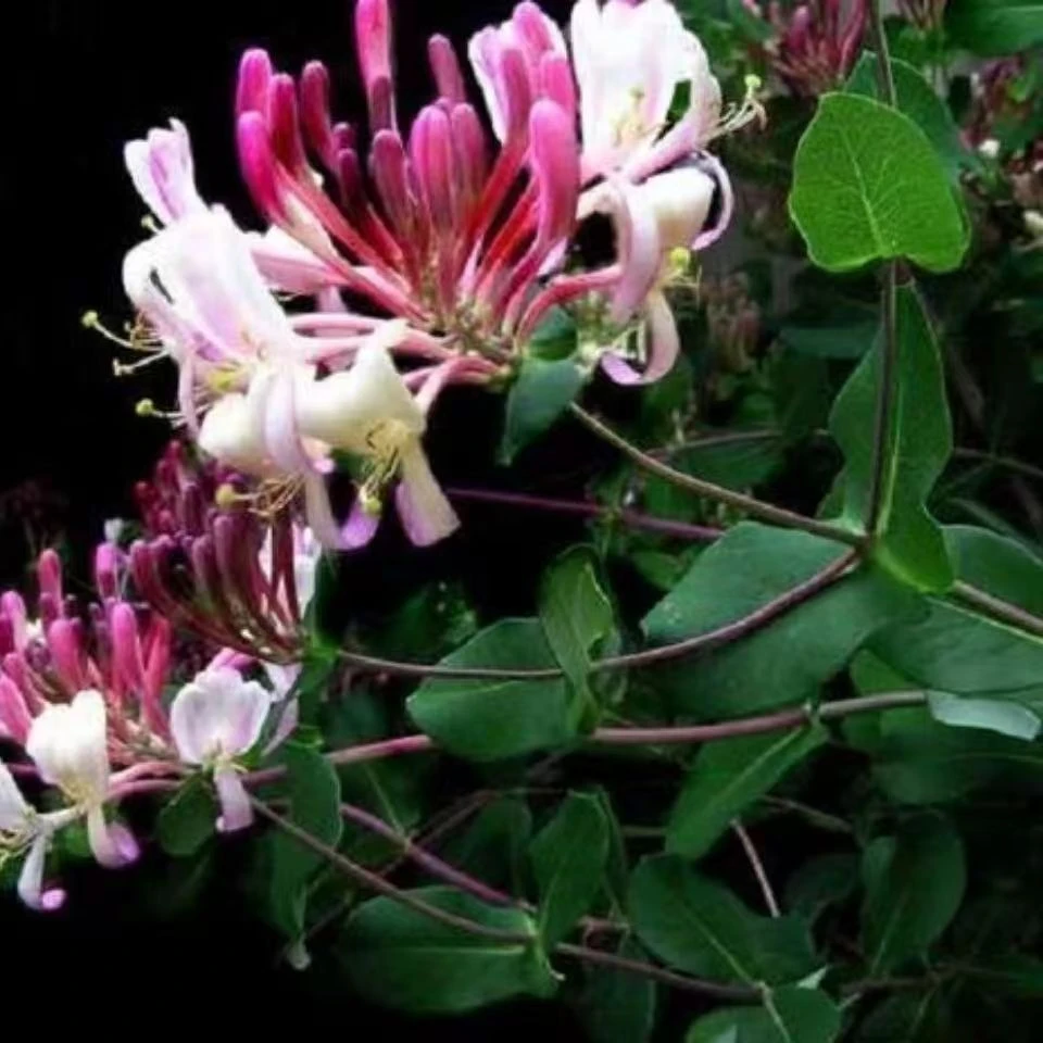 药用金银花树苗四季金银花阳盆栽台庭院种植泡茶耐寒金银花爬藤