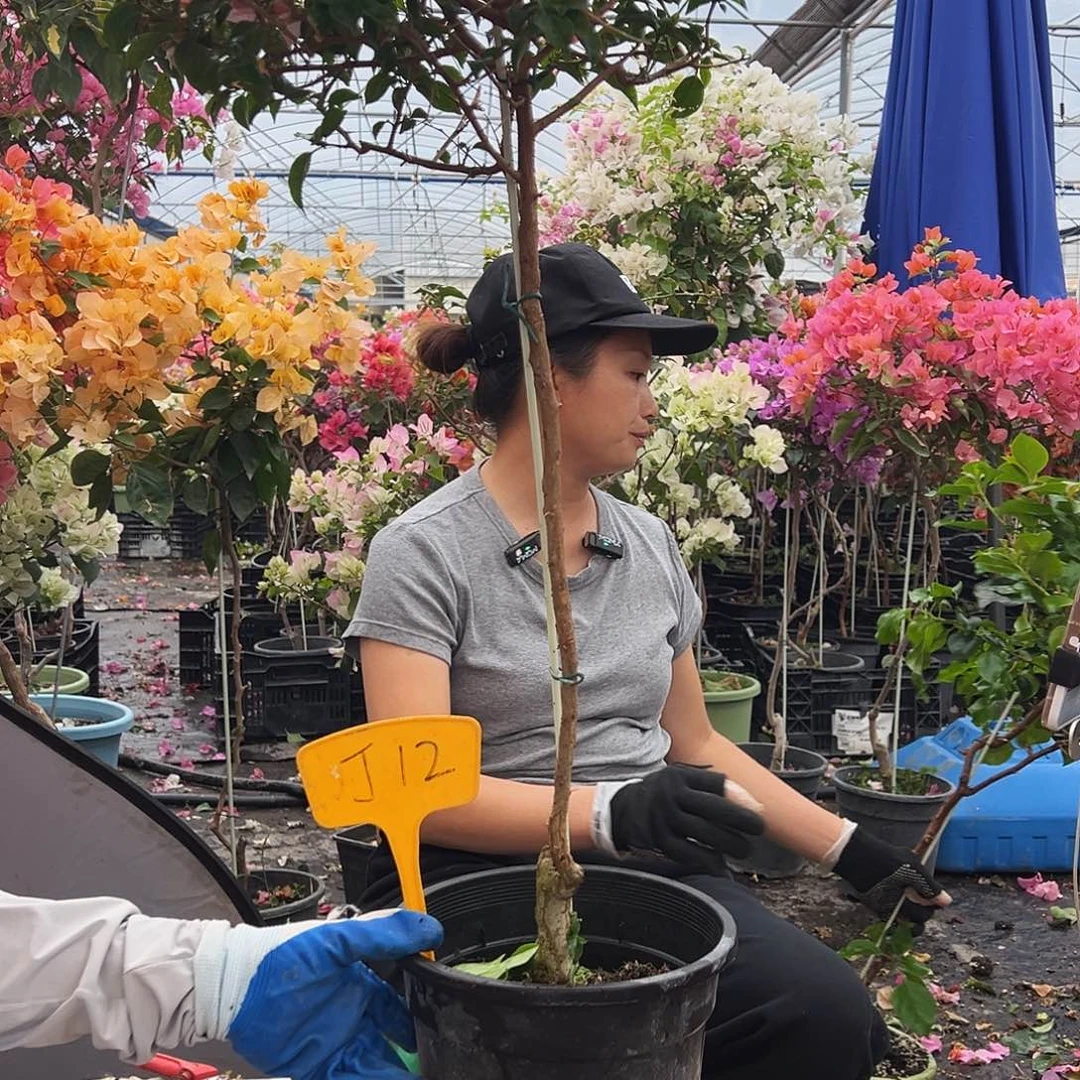 晴***空大部分花苞少量开放J12三角梅