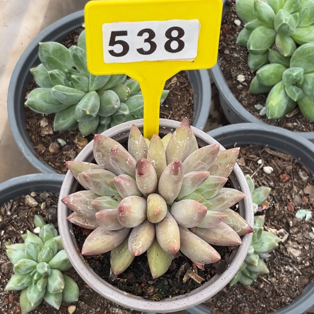 多肉植物水晶球538