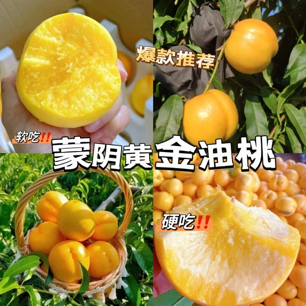 【黄金油桃】正宗蒙阴蜜桃软硬两吃老人孕妇小孩放心吃现摘现发脆甜