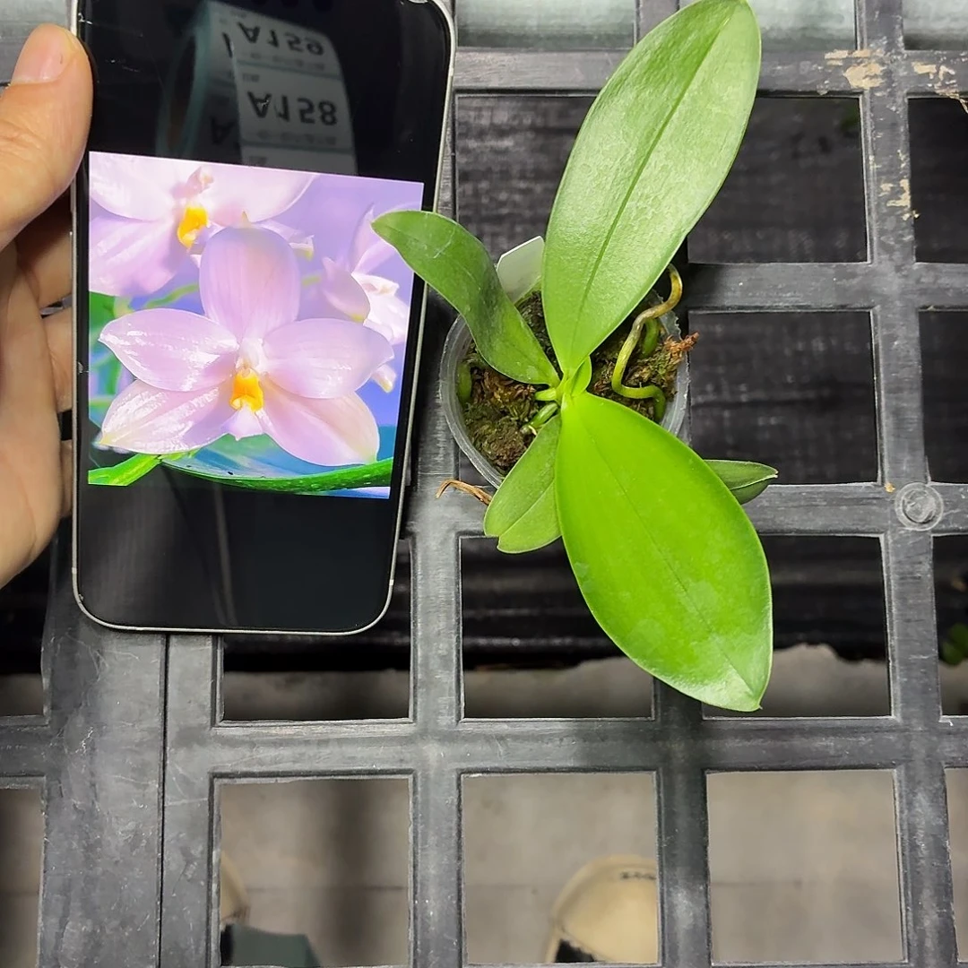 当前无花朵，栽培后可花朵A154极光