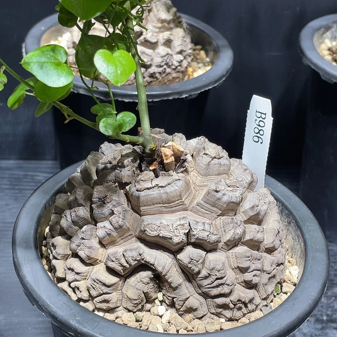 986号龟甲龙不退不换