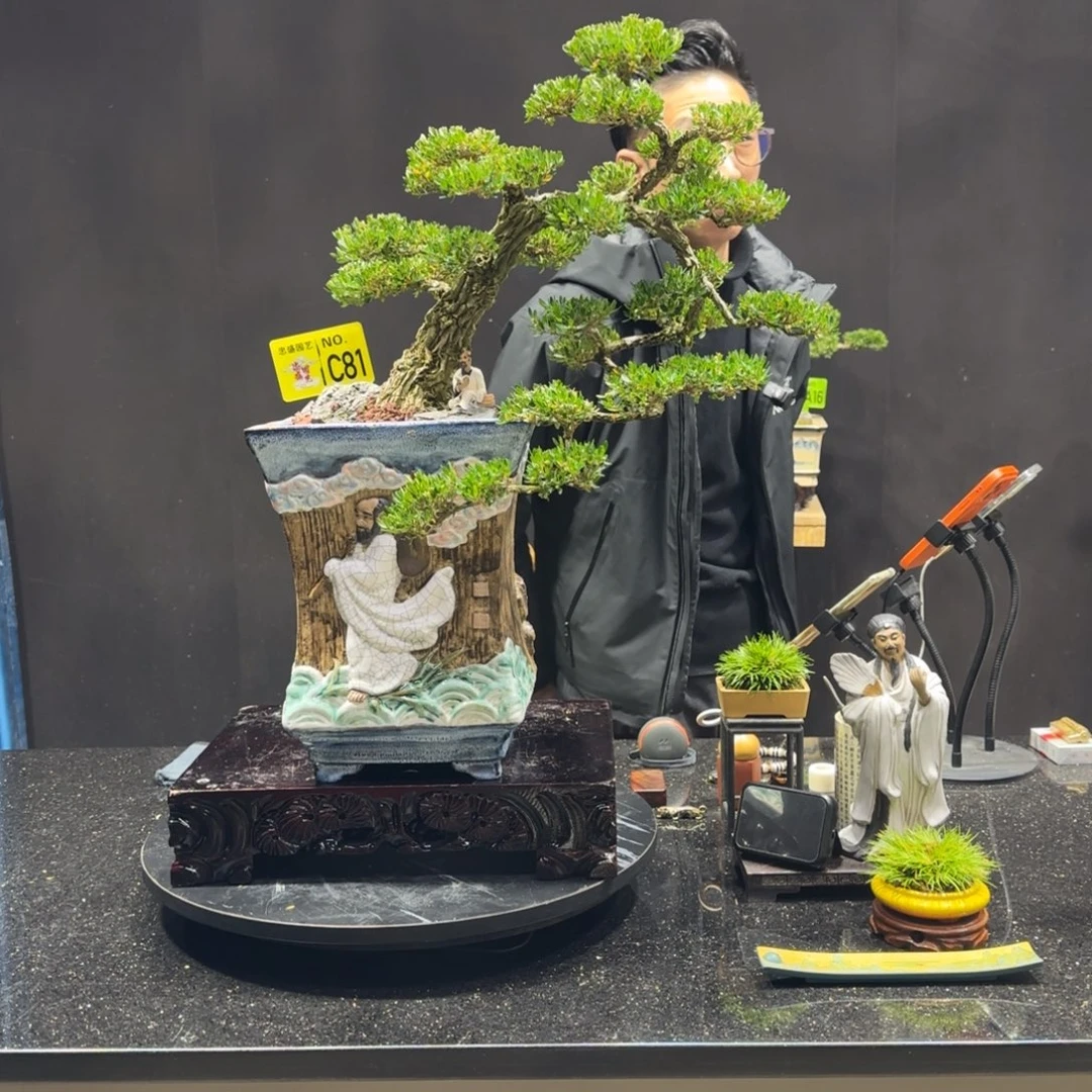 以实际为准黄杨室内室外盆景艺术