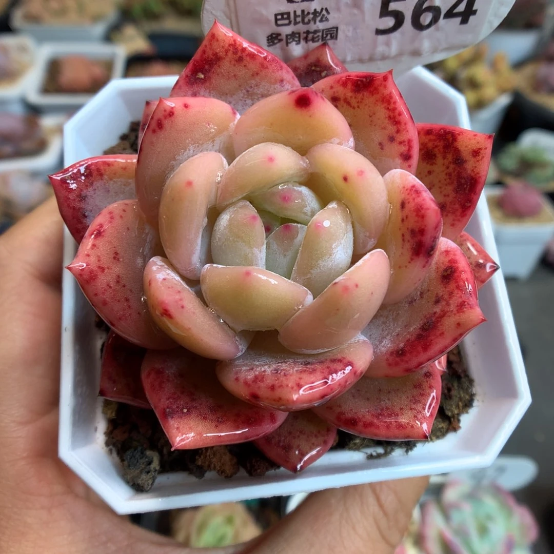 565血斑梦露多肉