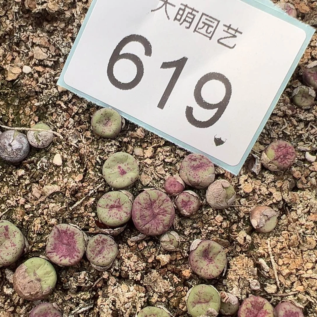 0000619量拍园艺Z118凹脸全紫红嘴3颗