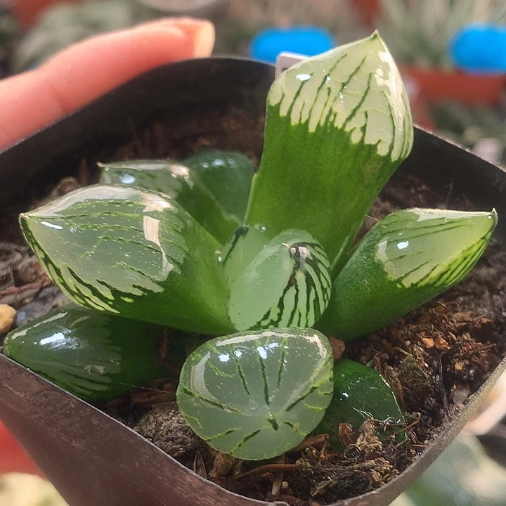 75号魔晶球一物一拍