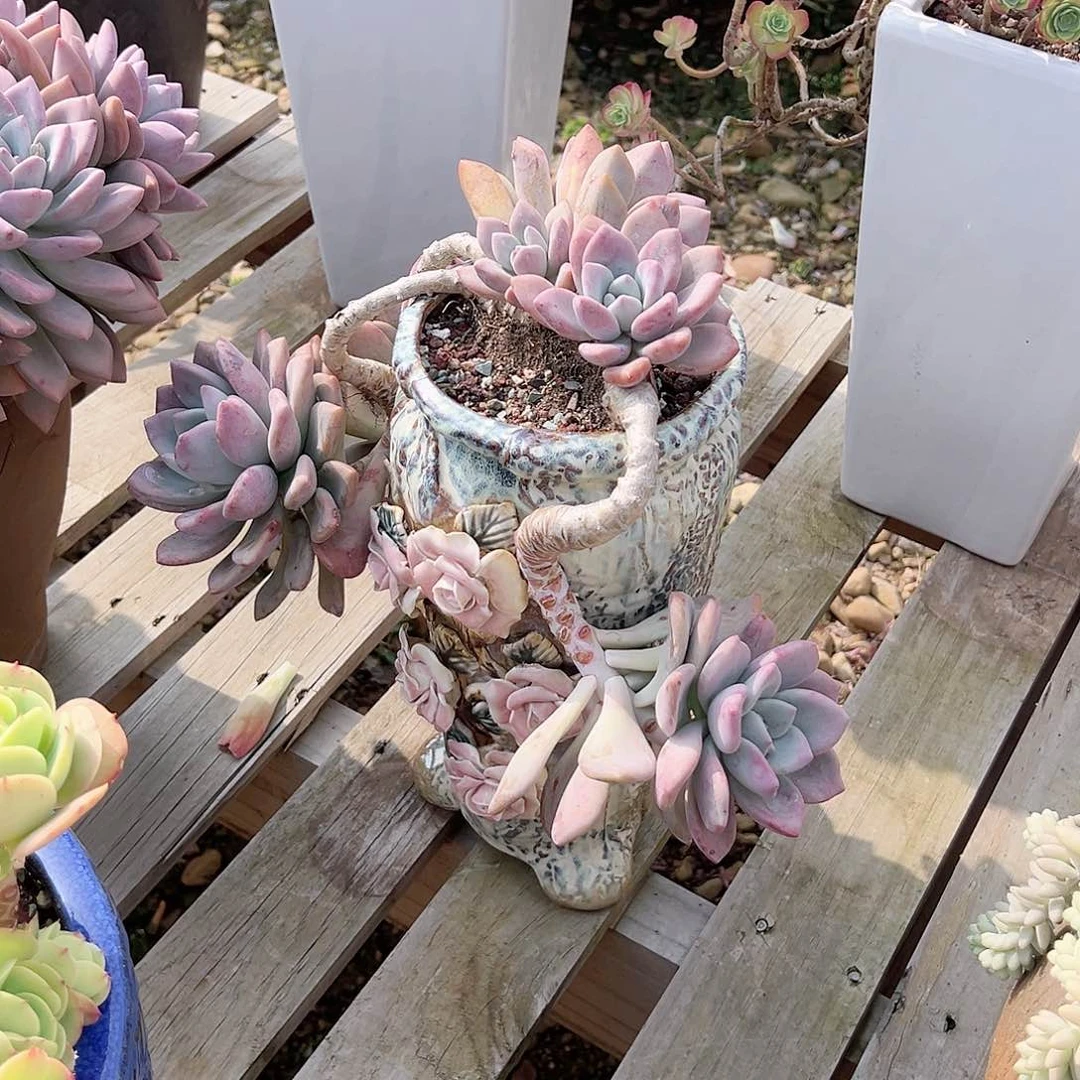 用****敏奥普多肉植物带盆