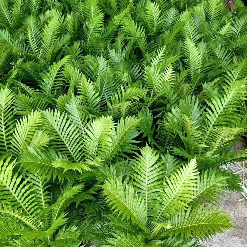 富贵蕨蕨类植物盆栽室内办公植物吸甲醛净化空气北欧风四季常青