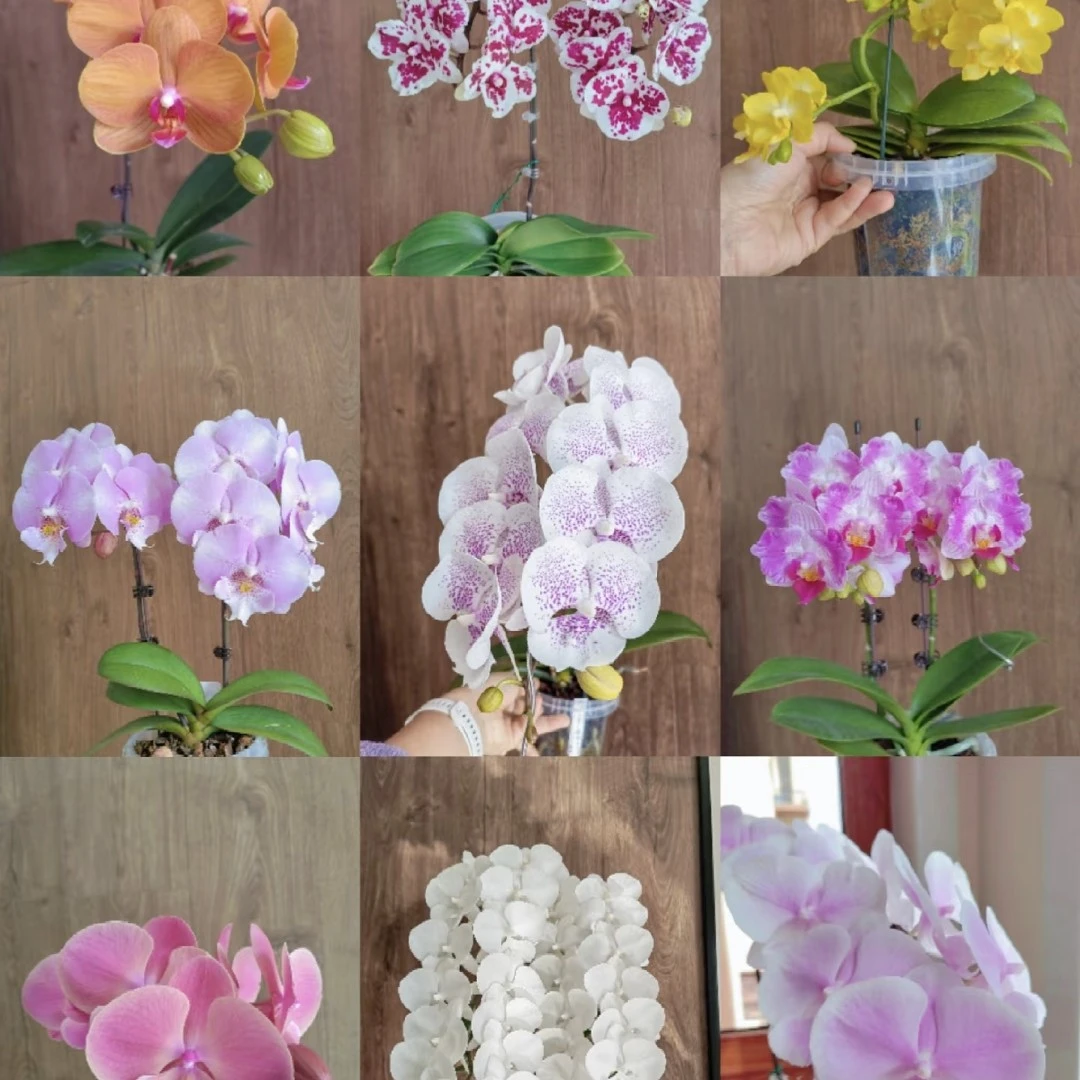 带花剑【盲盒007】3.5寸杯稀有花色