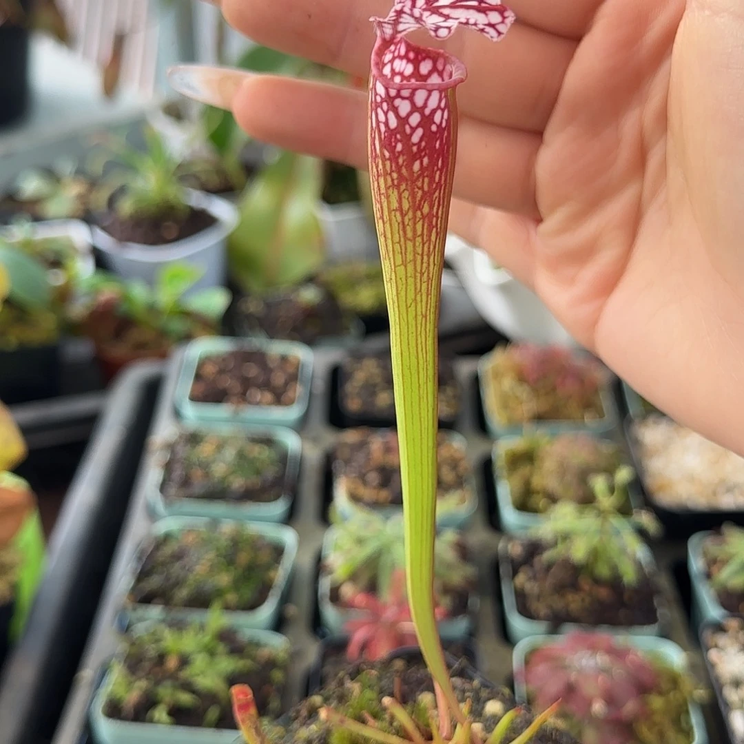 完全开放Ｓｌ25瓶子草