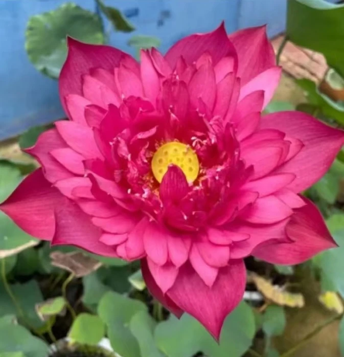 大观赏荷花苗池塘观赏种藕苗食用藕苗盆栽发货莲花苗发货种根苗