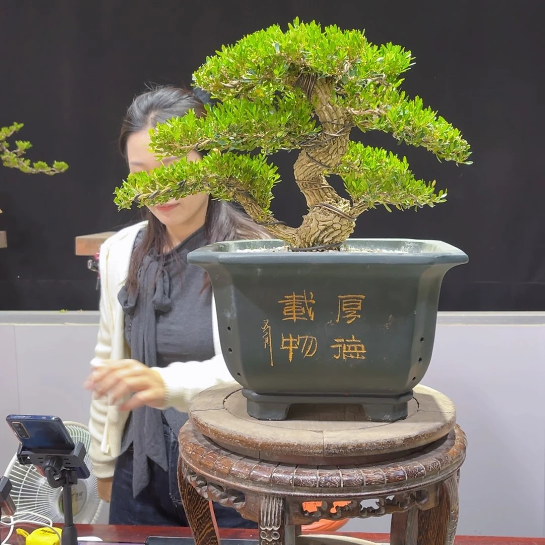 四季常青老桩黄杨盆景