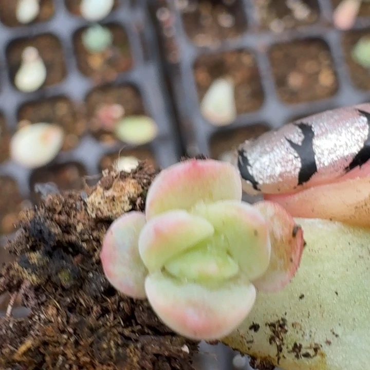 珍妮一物一拍好看252