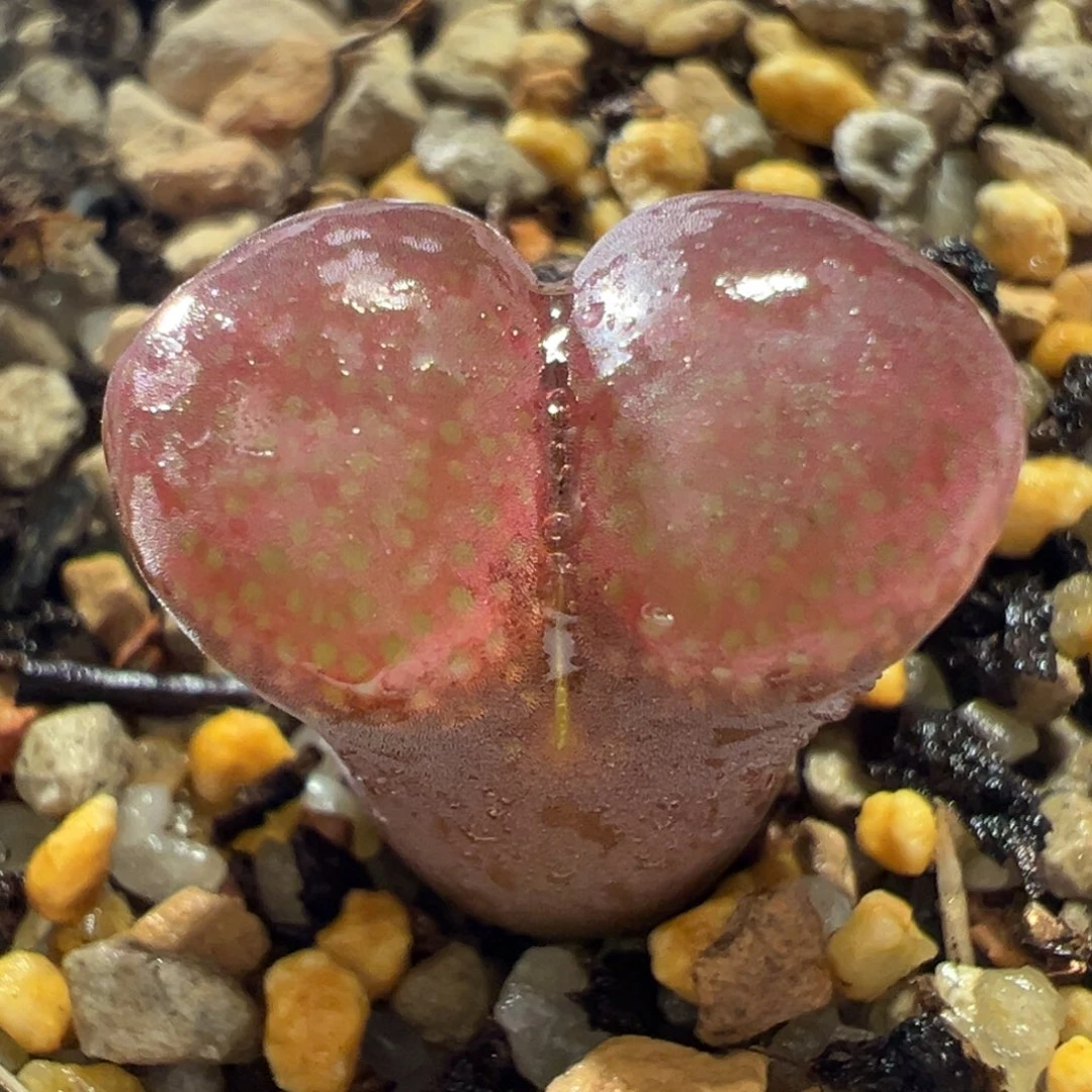 特选红风铃母本。